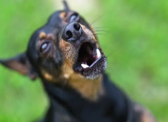 Agressief Gedrag Bij Honden (en Katten): Hoe Om Te Gaan Met Deze Moeilijke Situatie?