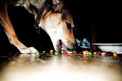 Dieta Kontrastuese Me Bazë Kokërr Dhe Me Bazë Mishi Për Qen