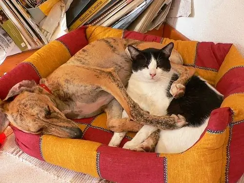 Katten Zijn Anders: Hoe De Voedingsbehoeften Van Een Kat Verschillen Van Die Van Een Hond Dog