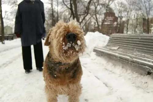 Perigos De Andar No Inverno Para Cães E Gatos