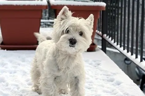 De Huid Van Uw Huisdier Verzorgen Tijdens Het Winterseizoen