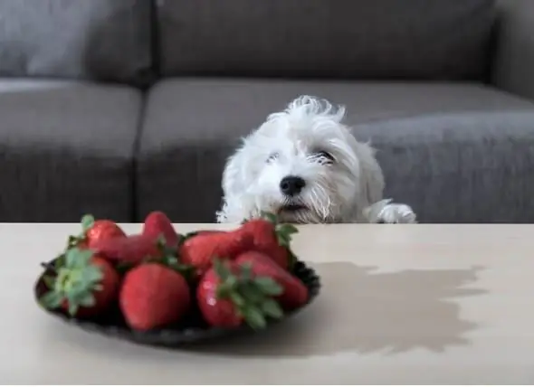 Quels Fruits Les Chiens Peuvent-ils Manger ? Les Chiens Peuvent-ils Manger Des Fraises, Des Myrtilles, De La Pastèque, Des Bananes Et D'autres Fruits ?