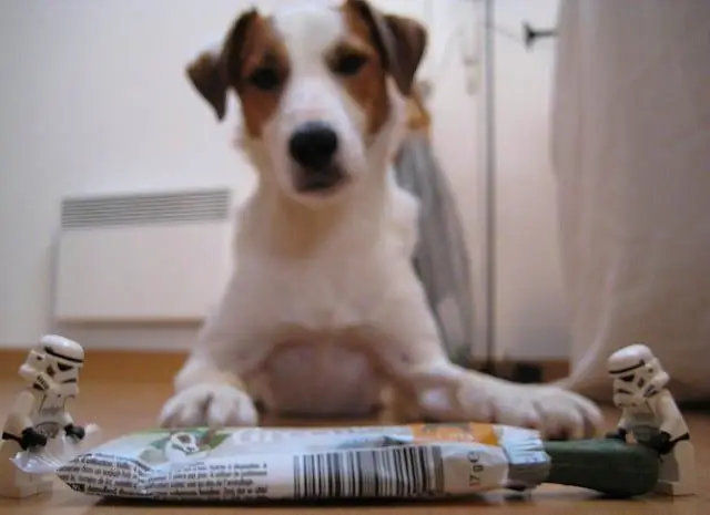 Mit Gesunder Ernährung über Die Runden Kommen - Sie Und Ihr Hund