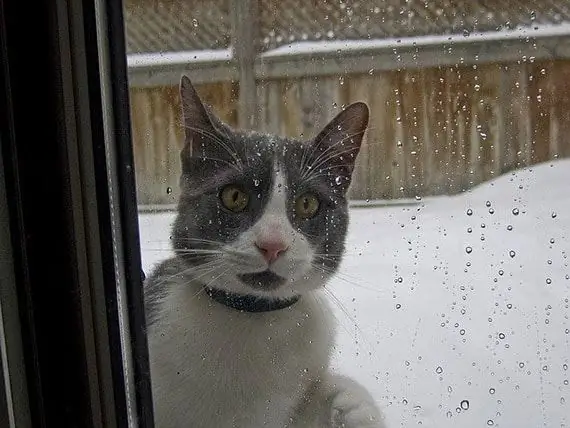 Quin Fred Fa Massa Fred Per A Les Nostres Mascotes?