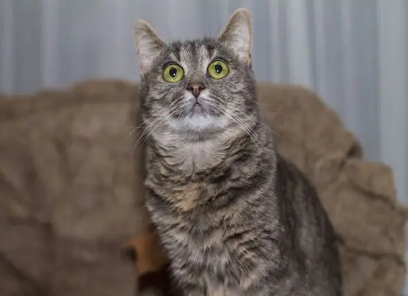 Kucing Sembelit - Masalah Buang Air Besar Pada Kucing