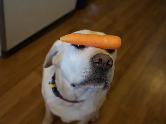 Ali Lahko Psi In Mačke KDAJ Postanejo Vegetarijanski?