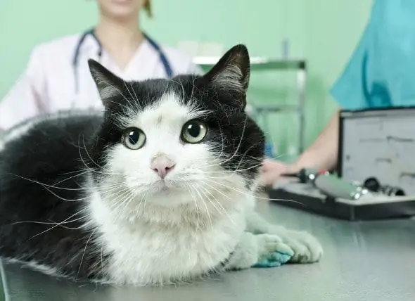 Tratamiento De Heridas Para Gatos (descripción General): Tratamiento De Heridas Para Gatos