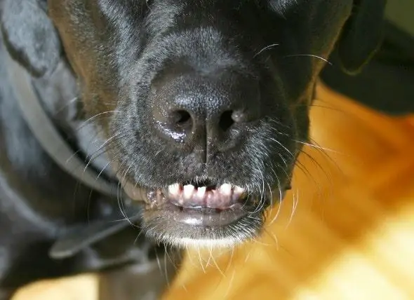 Köpeklerde Diş Çıkığı Veya Ani Diş Kaybı