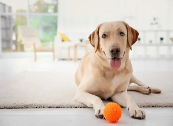 Hur Man Utför Heimlich-manöver För Hundar Om Din Hund Kvävs