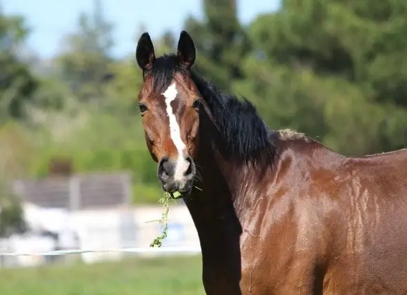 Tumor Kulit (Sarung Tangan Equine) Di Kuda