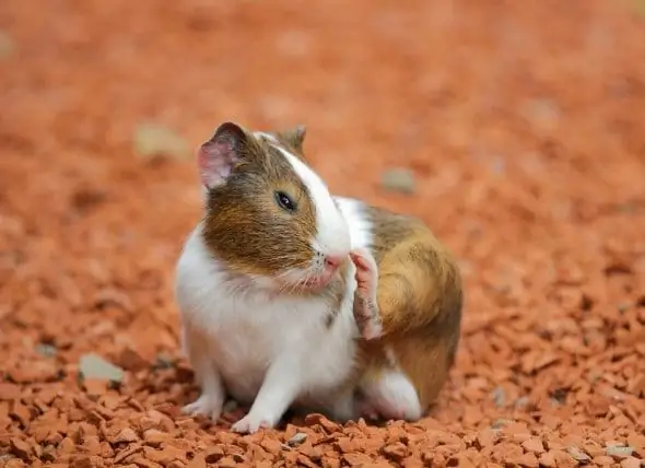 Impeksyon Sa Ringworm Sa Guinea Pigs