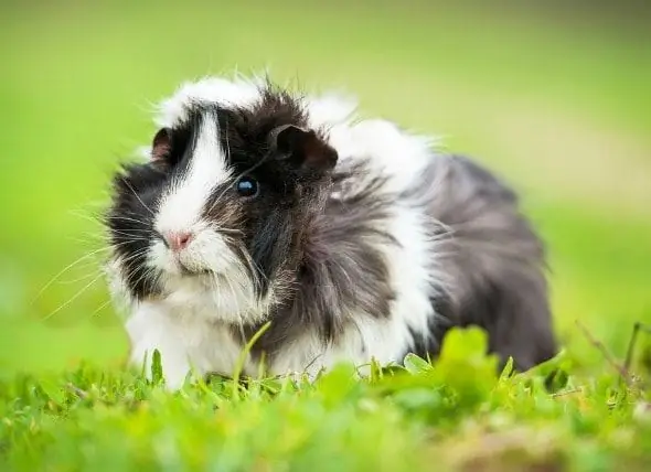 Cancers And Tumors In Guinea Pigs