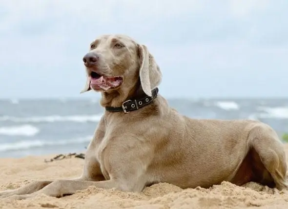 Jangkitan Parasit (Leishmaniasis) Pada Anjing