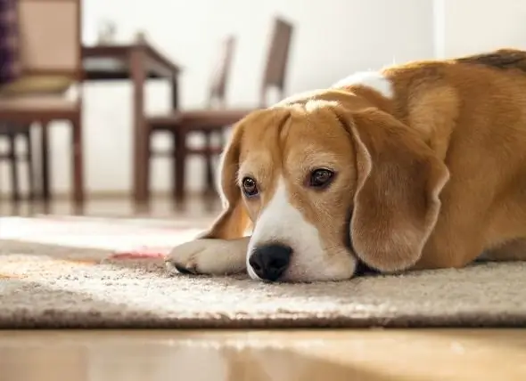 Parálisis Por Lesión De La Médula Espinal En Perros