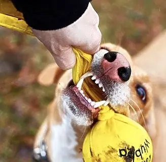 Per Què Les Lligaments I Les Vasectomies De Les Trompes Per A Mascotes Poden Ser Com Tirar Les Dents (i Què Podeu Fer Al Respecte)