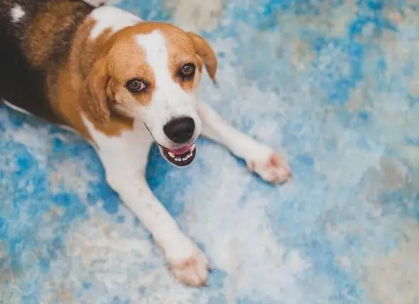 Keradangan Kronik Pada Bronchi Pada Anjing