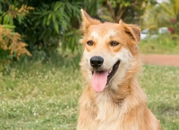 Anjing Serangan Jantung - Perawatan Anjing Serangan Jantung