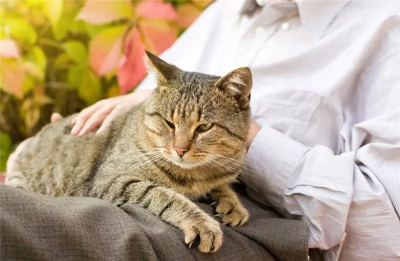 Cancer De L'estomac Et De L'intestin (léiomyosarcome) Chez Le Chat