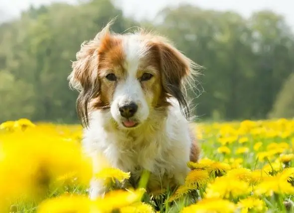 Effetti Collaterali Dei Farmaci Per L'ansia Nei Cani