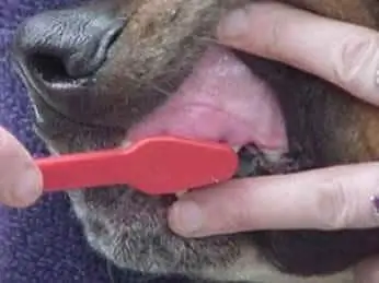 Um Caso De Exagero Dentário: é Possível Cuidar Demais Dos Dentes Do Seu Animal De Estimação?