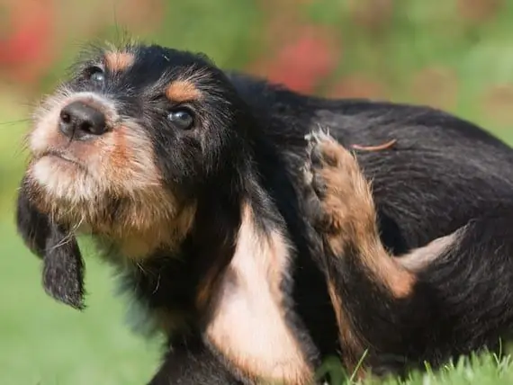 Allergie Agli Alimenti Per Animali Domestici - Parte 1: Panoramica Delle Allergie