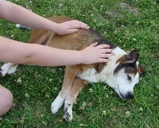 Reiki Za Kućne Ljubimce I Ozbiljno Divne Klijente Veterinara