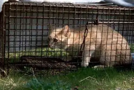 Për Lëvizjen Dhe Zhvendosjen E Maceve Të Jashtme Dhe Të Egra: Një Udhëzues I Shpejtë Dhe I Ndyrë