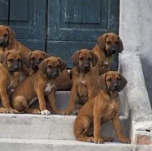 Qanday Qilib O'zingizning Veterinaringiz Bilan Oson Bo'lmagan Etti Qadamda Ajralib Chiqish Kerak