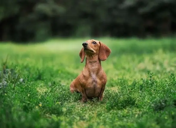 Perro Ritmo Cardíaco Anormal - Ritmo Cardíaco Anormal Perro