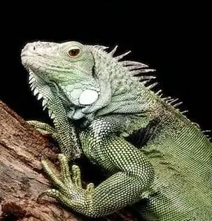 Adakah Iguanas Mati Meracuni Anjing Miami?