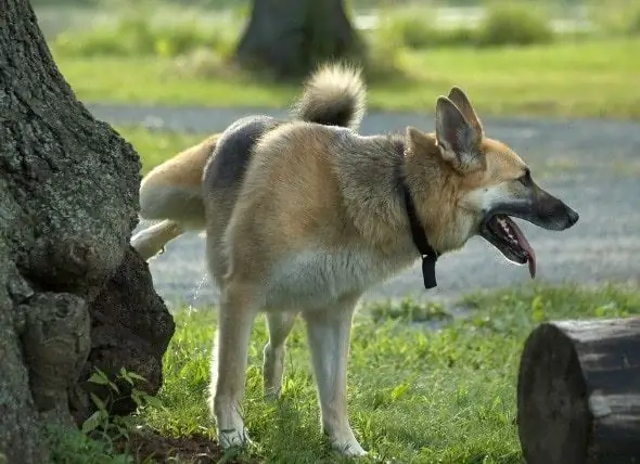 Incapacidad Para Orinar En Perros