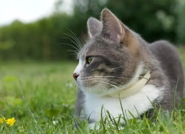 Ketidakupayaan Buang Air Kecil Pada Kucing