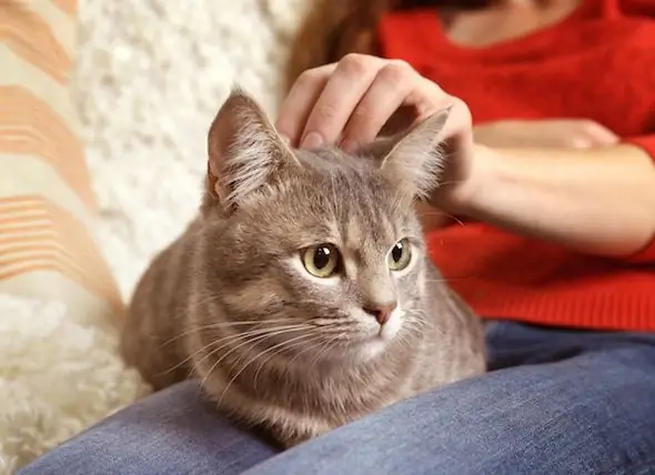 4 Principais Razões Pelas Quais Os Gatos São Os Melhores Companheiros De Inverno