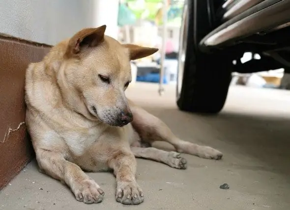 Köpeklerde Antifriz Zehirlenmesi Tedavileri - Köpeklerde Antifriz Zehirlenmesi