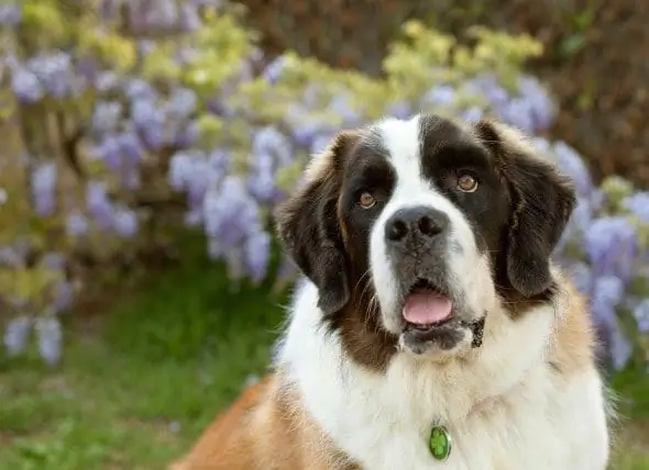 Cancro Del Cane Nelle Cellule Del Sangue - Cancro Del Sangue Del Sangue Nel Cane