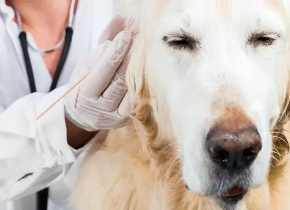 Ácaros Da Orelha De Cachorro - Como Se Livrar Dos ácaros Da Orelha Em Cães