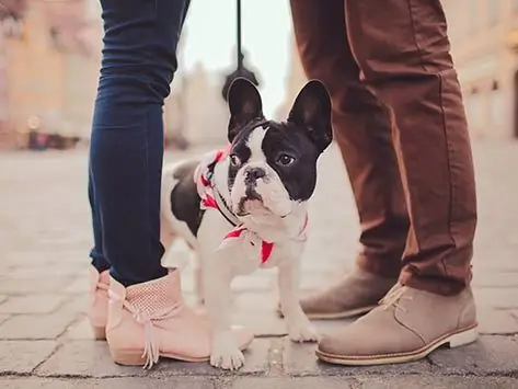 5 Načina Na Koje Vam Pas Može Pomoći Da Pronađete Pravu Ljubav