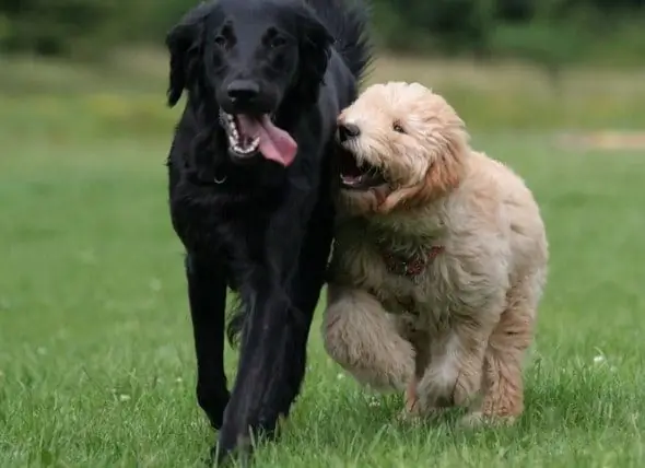 So Bereiten Sie Ihren 'Top Dog' Vor, Bevor Sie Einen Welpen Nach Hause Bringen