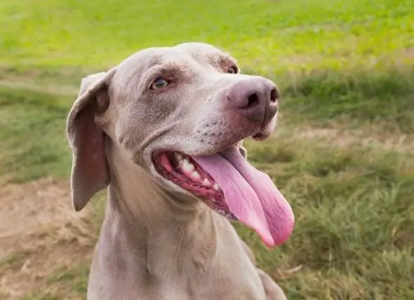 Cancer De La Langue (carcinome épidermoïde) Chez Le Chien