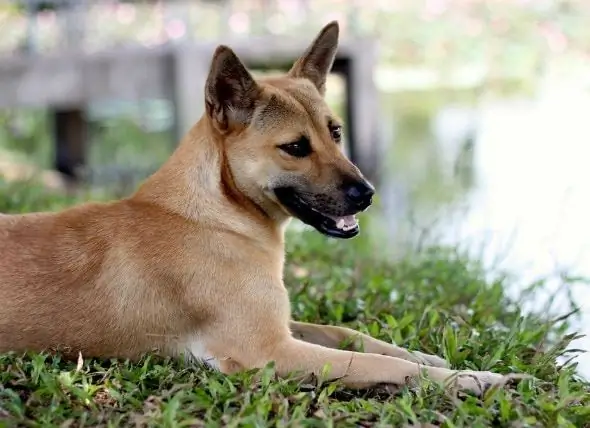 কুকুরগুলিতে অতিরিক্ত রক্ত জমাট বাঁধা