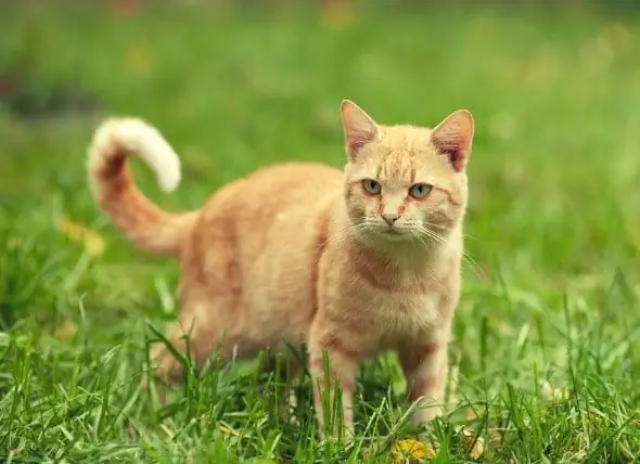 Bőrrák (pikkelyes Sejtes Karcinóma) Macskáknál