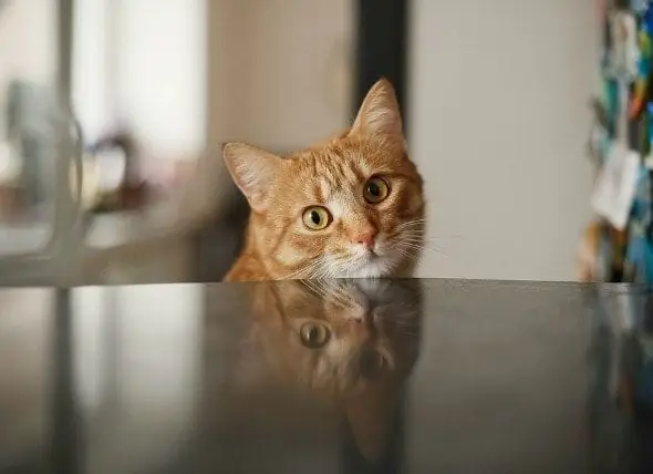 Ophoping Van Vocht In De Longen (niet Door Hartziekte) Bij Katten In