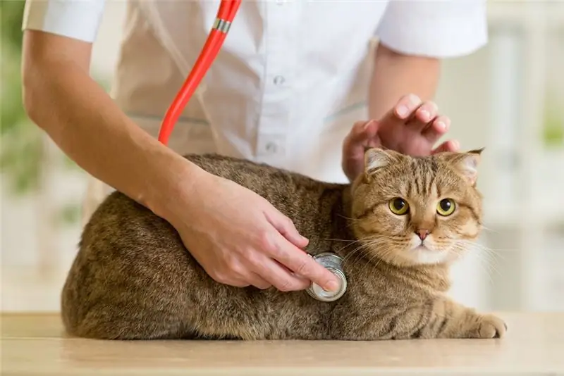 Vergrößerte Milz Bei Katzen