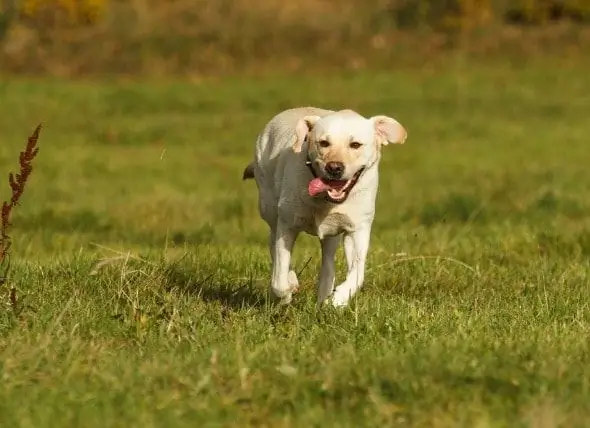 Sakļaut Vingrojumu Laikā Labradoru Retrīveros