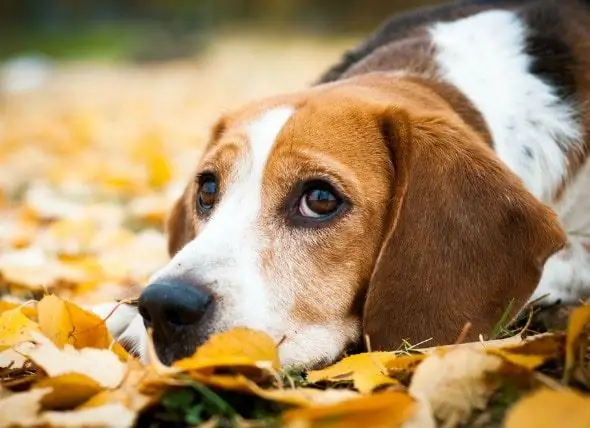 Anémie Due à Une Insuffisance De La Moelle Osseuse (ou Toxicité) Chez Le Chien