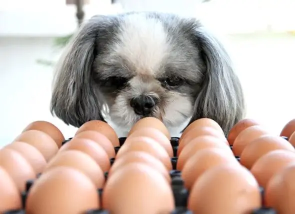 ¿Pueden Los Perros Comer Huevos? ¿Son Buenos Los Huevos Crudos Para Los Perros?