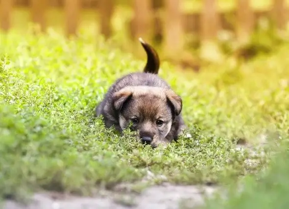 Črevná Vírusová Infekcia (rotavírus) U Psov