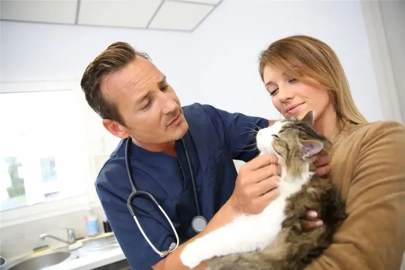 Maladie Rénale Causée Par De Multiples Kystes Chez Le Chat