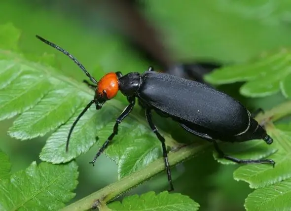 Blister Beetle Poisoning - Mga Kabayo - Lason Na Beetles