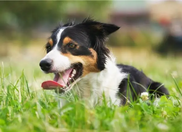 Pembesaran Buah Pinggang Pada Anjing